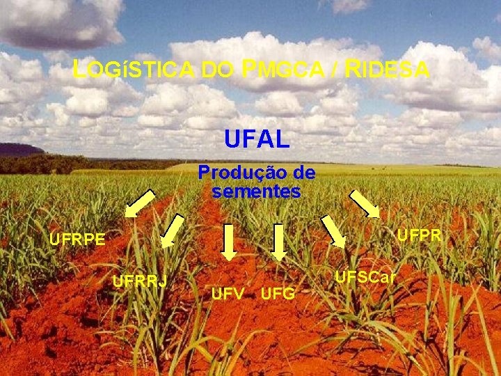 LOGíSTICA DO PMGCA / RIDESA UFAL Produção de sementes UFPR UFRPE UFRRJ UFV UFG