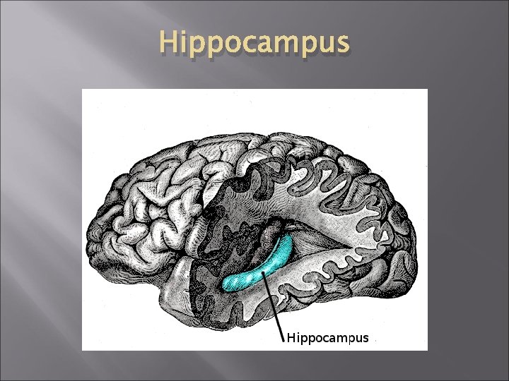 Hippocampus 