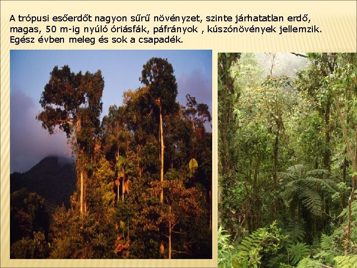 A trópusi esőerdőt nagyon sűrű növényzet, szinte járhatatlan erdő , magas, 50 m-ig nyúló