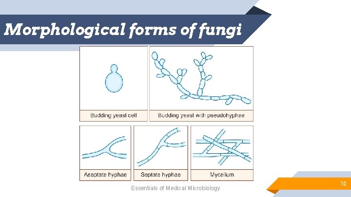 Morphological forms of fungi Essentials of Medical Microbiology 10 