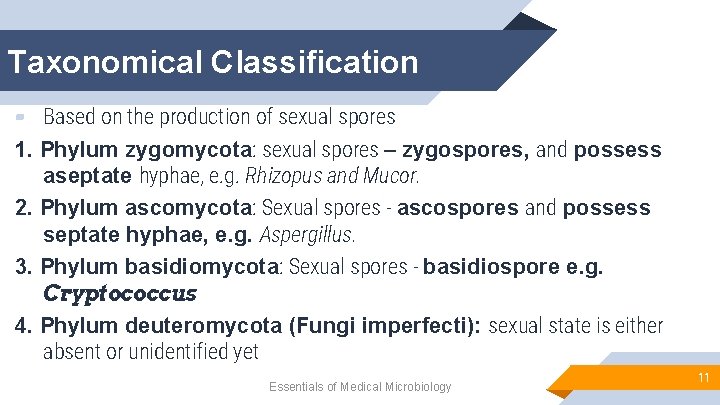 Taxonomical Classification ▰ Based on the production of sexual spores 1. Phylum zygomycota: sexual