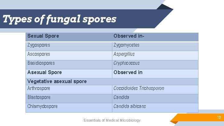 Types of fungal spores Sexual Spore Observed in- Zygospores Zygomycetes Ascospores Aspergillus Basidiospores Cryptococcus