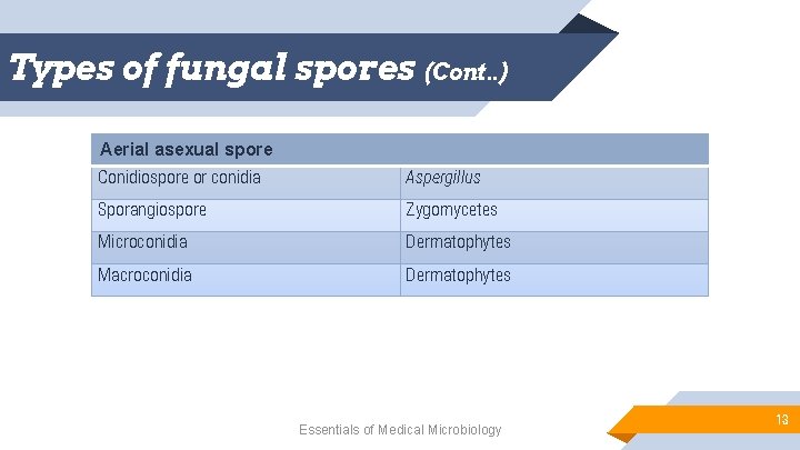 Types of fungal spores (Cont. . ) Aerial asexual spore Conidiospore or conidia Aspergillus