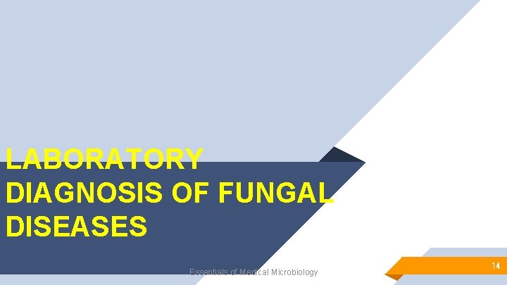 LABORATORY DIAGNOSIS OF FUNGAL DISEASES Essentials of Medical Microbiology 14 