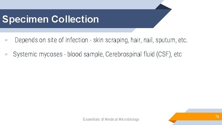 Specimen Collection ▰ Depends on site of infection - skin scraping, hair, nail, sputum,