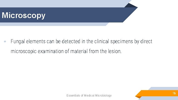 Microscopy ▰ Fungal elements can be detected in the clinical specimens by direct microscopic