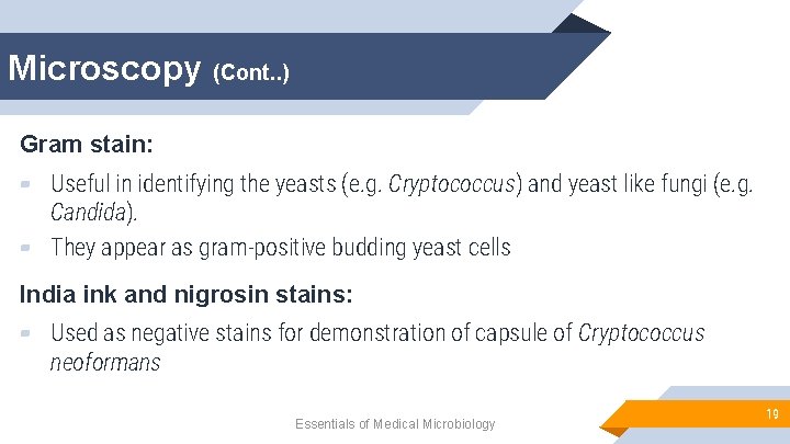 Microscopy (Cont. . ) Gram stain: ▰ Useful in identifying the yeasts (e. g.