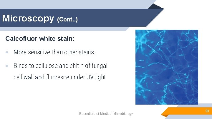 Microscopy (Cont. . ) Calcofluor white stain: ▰ More sensitive than other stains. ▰