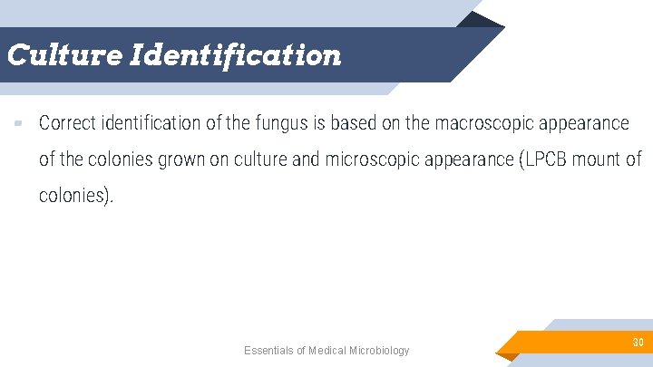 Culture Identification ▰ Correct identification of the fungus is based on the macroscopic appearance