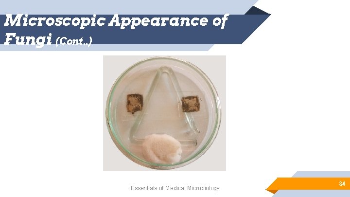 Microscopic Appearance of Fungi (Cont. . ) Essentials of Medical Microbiology 34 