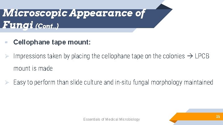 Microscopic Appearance of Fungi (Cont. . ) ▰ Cellophane tape mount: Ø Impressions taken