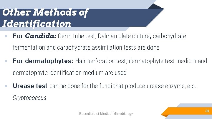 Other Methods of Identification ▰ For Candida: Germ tube test, Dalmau plate culture, carbohydrate