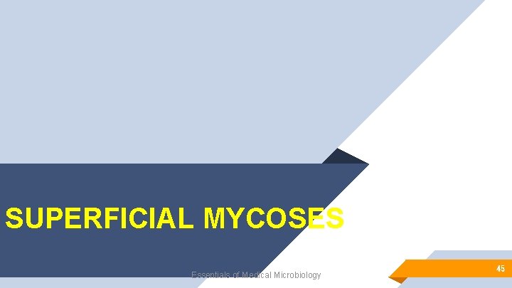 SUPERFICIAL MYCOSES Essentials of Medical Microbiology 45 