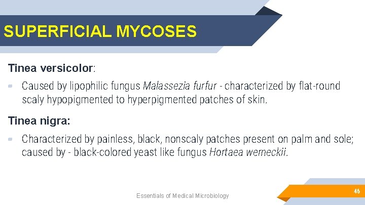 SUPERFICIAL MYCOSES Tinea versicolor: ▰ Caused by lipophilic fungus Malassezia furfur - characterized by