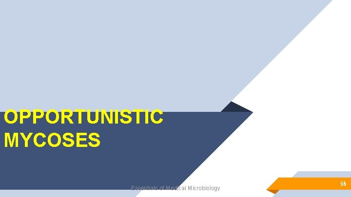 OPPORTUNISTIC MYCOSES Essentials of Medical Microbiology 56 