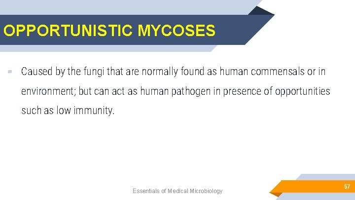 OPPORTUNISTIC MYCOSES ▰ Caused by the fungi that are normally found as human commensals
