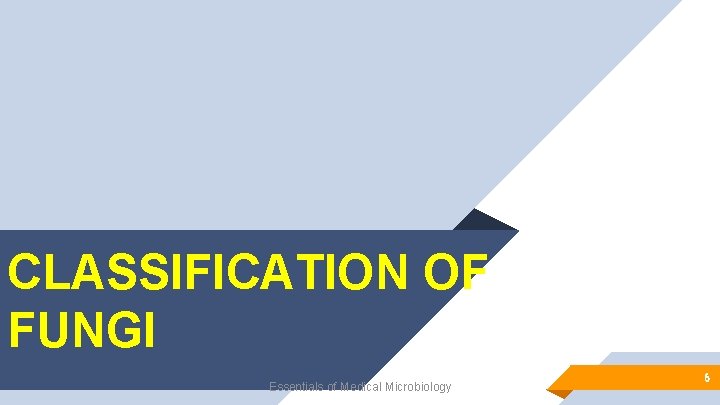 CLASSIFICATION OF FUNGI Essentials of Medical Microbiology 6 