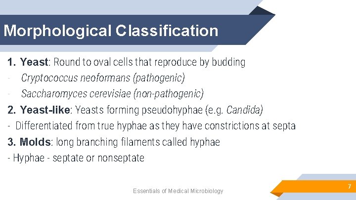 Morphological Classification 1. Yeast: Round to oval cells that reproduce by budding - Cryptococcus