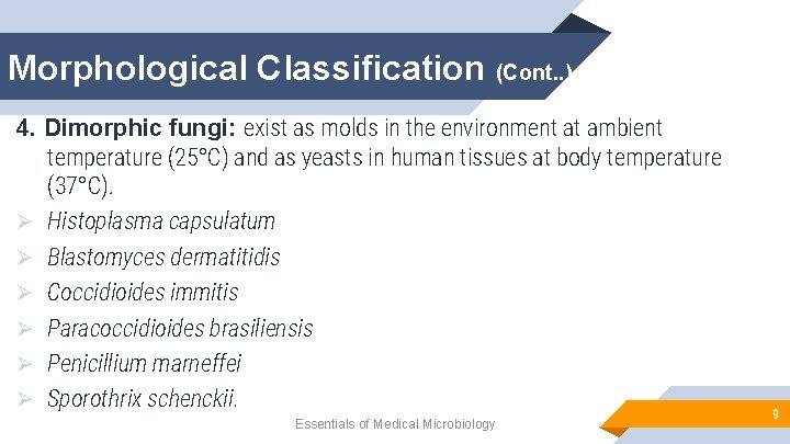 Morphological Classification (Cont. . ) 4. Dimorphic fungi: exist as molds in the environment