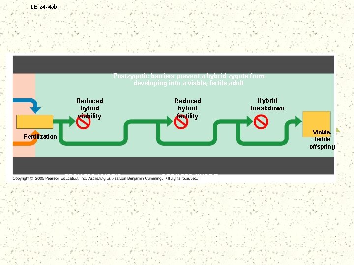 LE 24 -4 ab Postzygotic barriers prevent a hybrid zygote from developing into a