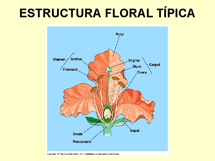 ESTRUCTURA FLORAL TÍPICA 