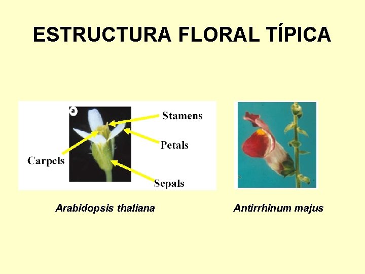 ESTRUCTURA FLORAL TÍPICA Arabidopsis thaliana Antirrhinum majus 