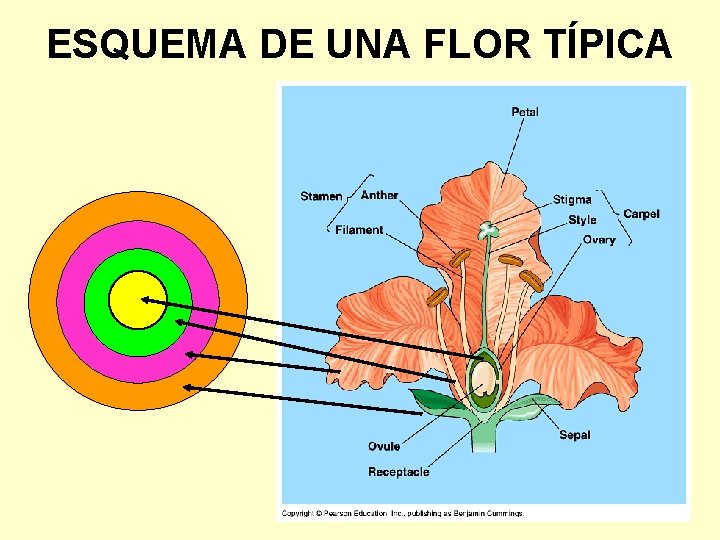 ESQUEMA DE UNA FLOR TÍPICA 