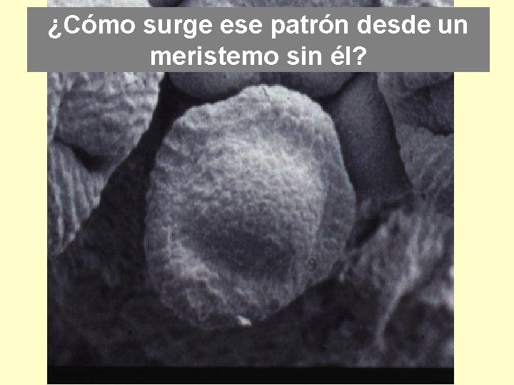 ¿Cómo surge ese patrón desde un meristemo sin él? 