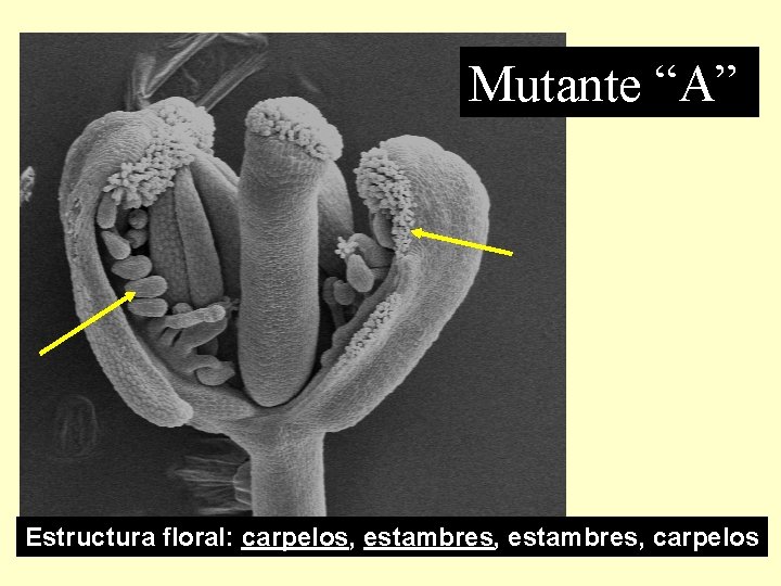 Mutante “A” Estructura floral: carpelos, estambres, carpelos 