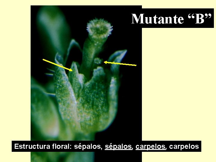 Mutante “B” Estructura floral: sépalos, carpelos, carpelos 