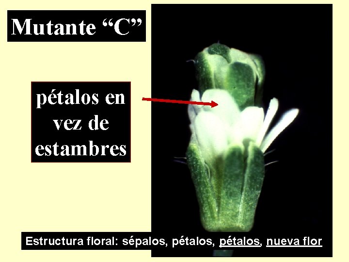 Mutante “C” pétalos en vez de estambres Estructura floral: sépalos, pétalos, nueva flor 