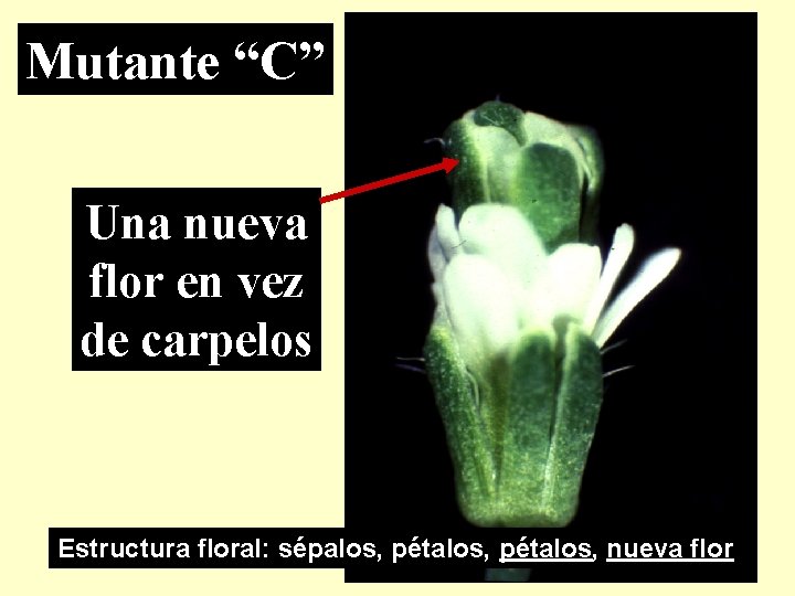 Mutante “C” Una nueva flor en vez de carpelos Estructura floral: sépalos, pétalos, nueva
