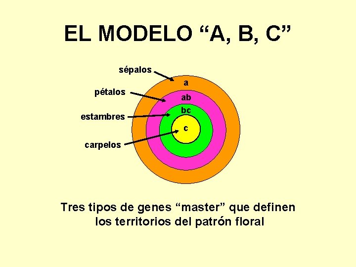 EL MODELO “A, B, C” sépalos pétalos estambres a ab bc c carpelos Tres