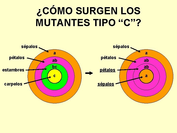 ¿CÓMO SURGEN LOS MUTANTES TIPO “C”? sépalos pétalos estambres sépalos a ab bc pétalos