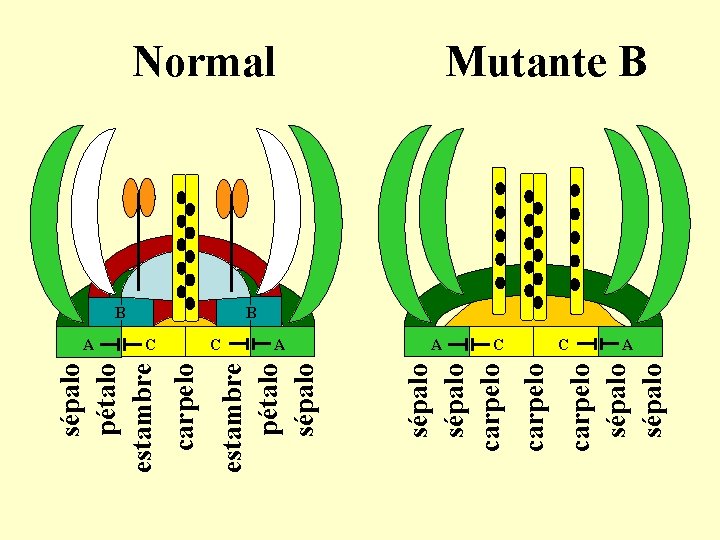 A A C carpelo sépalo C carpelo B sépalo carpelo C estambre pétalo sépalo