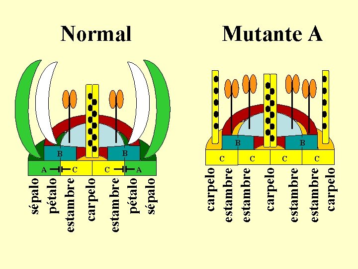 C C C A C estambre carpelo B carpelo estambre pétalo sépalo A carpelo