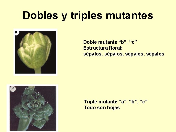 Dobles y triples mutantes Doble mutante “b”, “c” Estructura floral: sépalos, sépalos Triple mutante