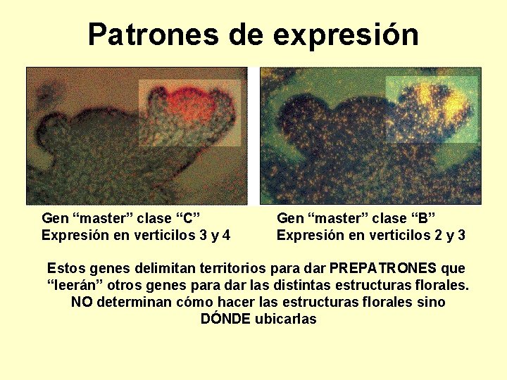 Patrones de expresión Gen “master” clase “C” Expresión en verticilos 3 y 4 Gen