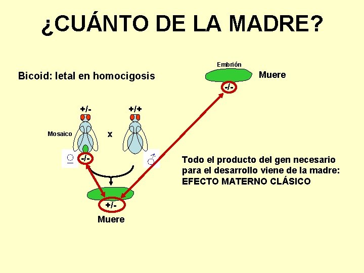 ¿CUÁNTO DE LA MADRE? Embrión Muere Bicoid: letal en homocigosis -/+/x Mosaico ♀ +/+