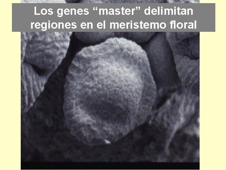 Los genes “master” delimitan regiones en el meristemo floral 