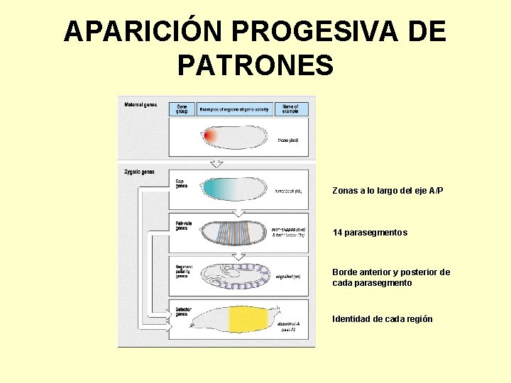 APARICIÓN PROGESIVA DE PATRONES Zonas a lo largo del eje A/P 14 parasegmentos Borde