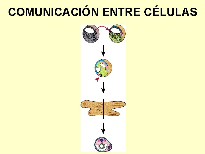 COMUNICACIÓN ENTRE CÉLULAS 