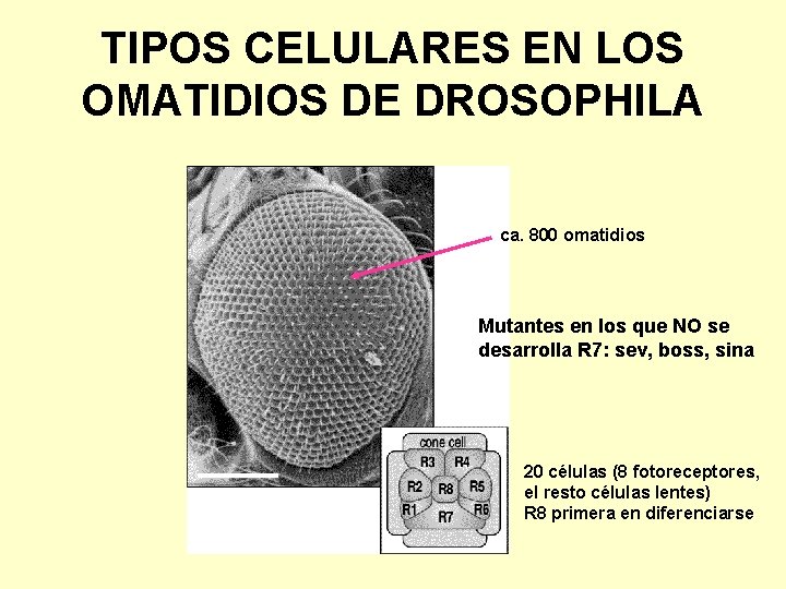 TIPOS CELULARES EN LOS OMATIDIOS DE DROSOPHILA ca. 800 omatidios Mutantes en los que