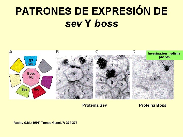 PATRONES DE EXPRESIÓN DE sev Y boss Invaginación mediada por Sev Boss Sev Proteína