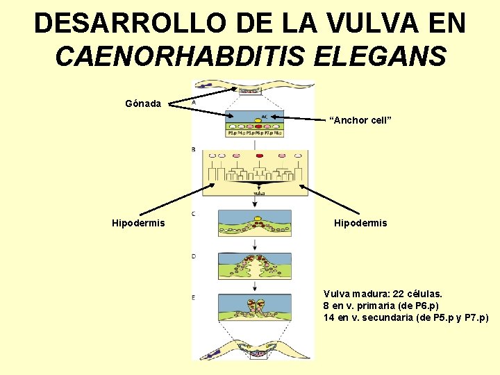 DESARROLLO DE LA VULVA EN CAENORHABDITIS ELEGANS Gónada “Anchor cell” Hipodermis Vulva madura: 22