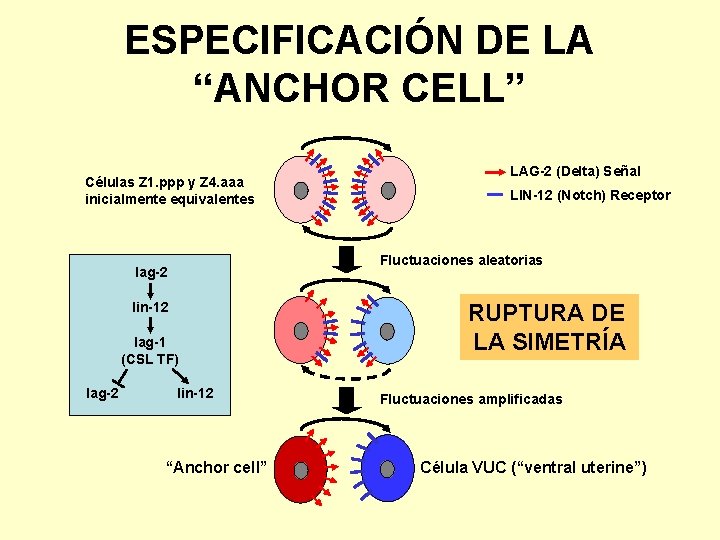 ESPECIFICACIÓN DE LA “ANCHOR CELL” Células Z 1. ppp y Z 4. aaa inicialmente