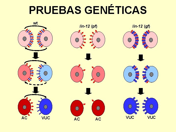 PRUEBAS GENÉTICAS wt AC lin-12 (pf) VUC AC AC lin-12 (gf) VUC 