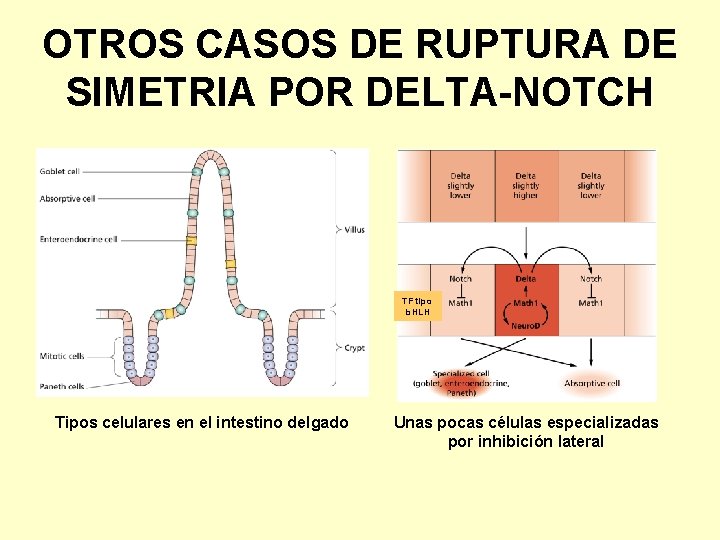 OTROS CASOS DE RUPTURA DE SIMETRIA POR DELTA-NOTCH TF tipo b. HLH Tipos celulares