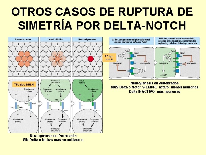 OTROS CASOS DE RUPTURA DE SIMETRÍA POR DELTA-NOTCH TF tipo b. HLH TFs tipo