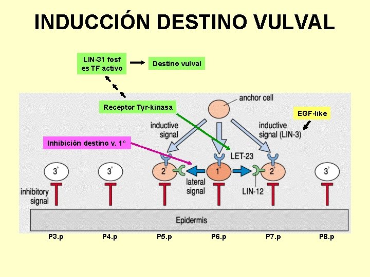 INDUCCIÓN DESTINO VULVAL LIN-31 fosf es TF activo Destino vulval Receptor Tyr-kinasa EGF-like Inhibición